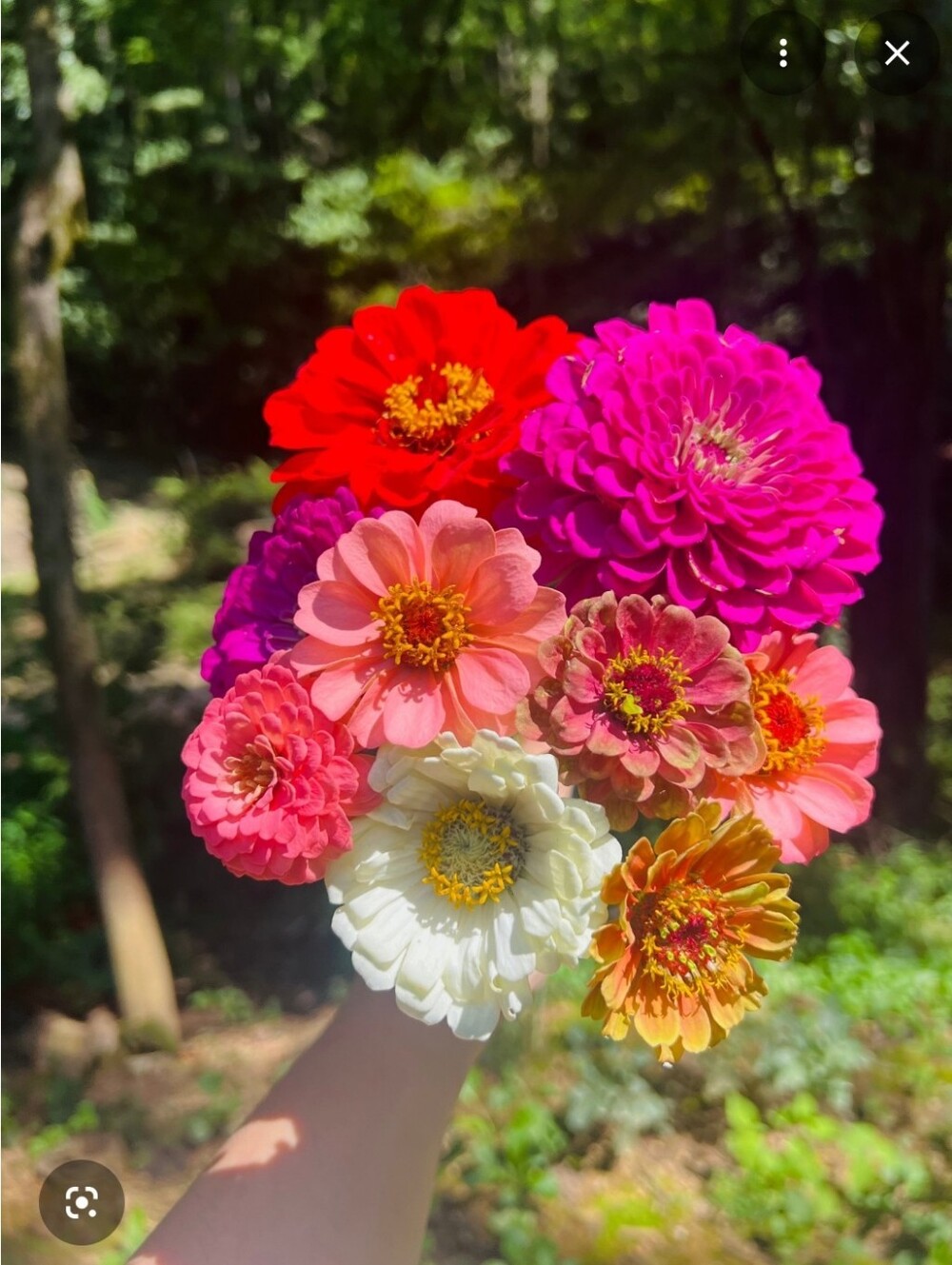 Flower Seeds